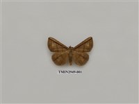 藏品(夜蛾316)的圖片